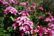 03 Daphne cneorum (Dafne odorosa) profumatissima !